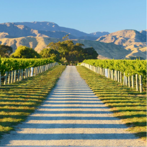 New Zealands Wine Trail