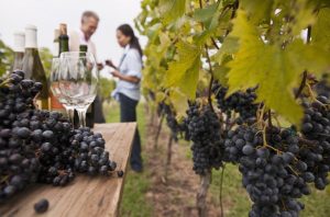 New Zealands Wine Trail