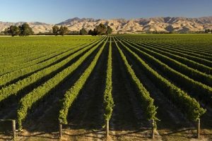 New Zealands Wine Trail