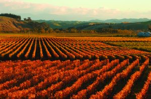 New Zealands Wine Trail