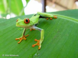 Costa Rica Wildlife