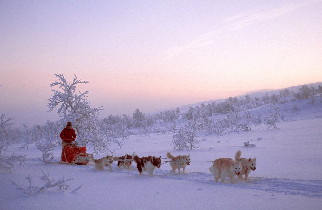 Dogsledding Northern Norway