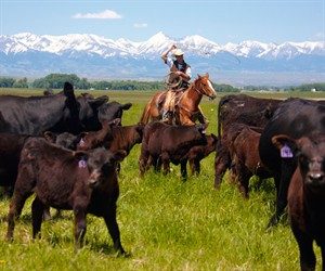 Ranching Vacations in Montana