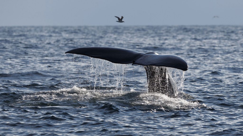 Whale Safari Northern Norway