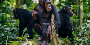 Wild Chimpanzees in Mahale Mountains