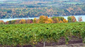 Vineyard on Keuka Lake, one of the Finger Lakes in central and western New York.
