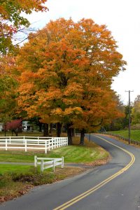 A bright orange maple tree in a country setting during the autumn months
