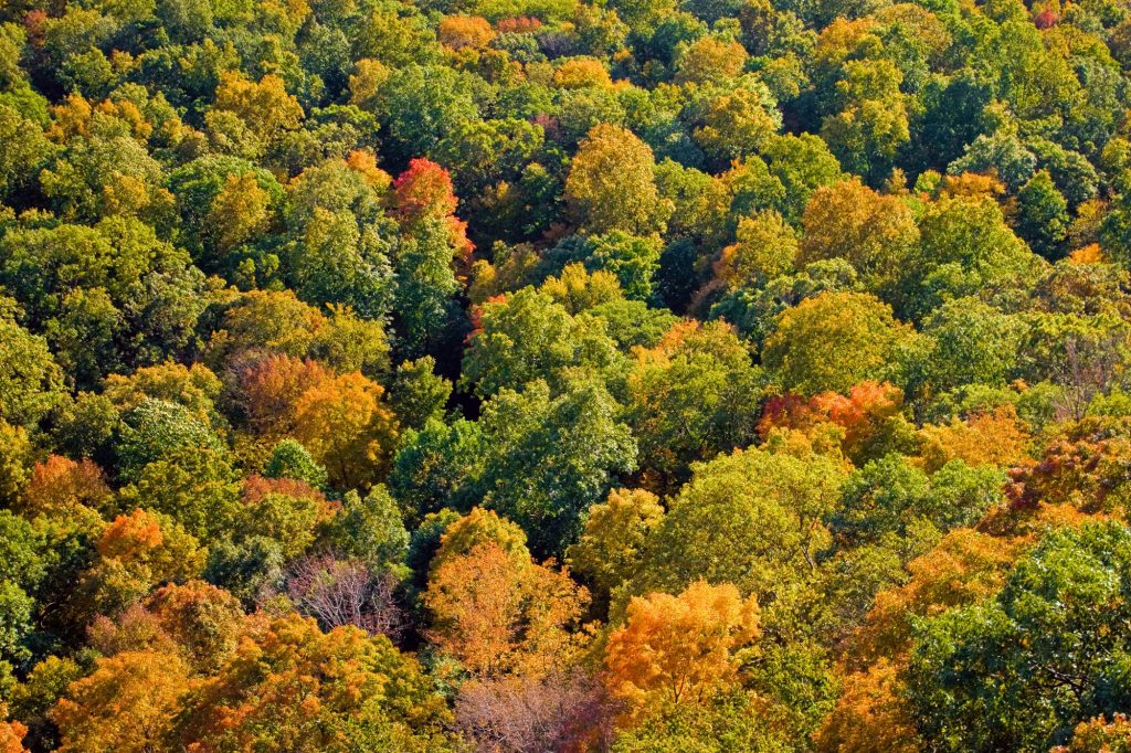 New England Fall Foliage