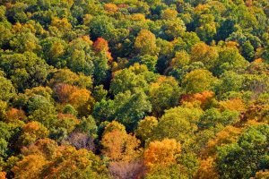 New England Fall Foliage