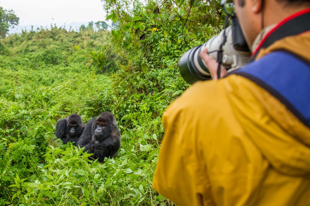 Photographing Mountain Gorillas