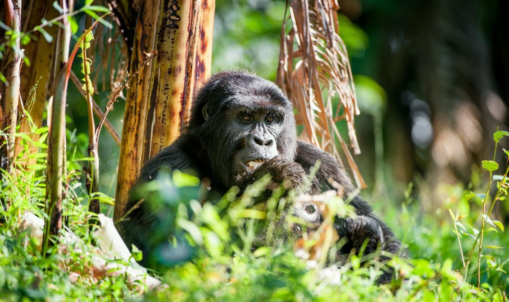 Portrait of a mountain gorilla