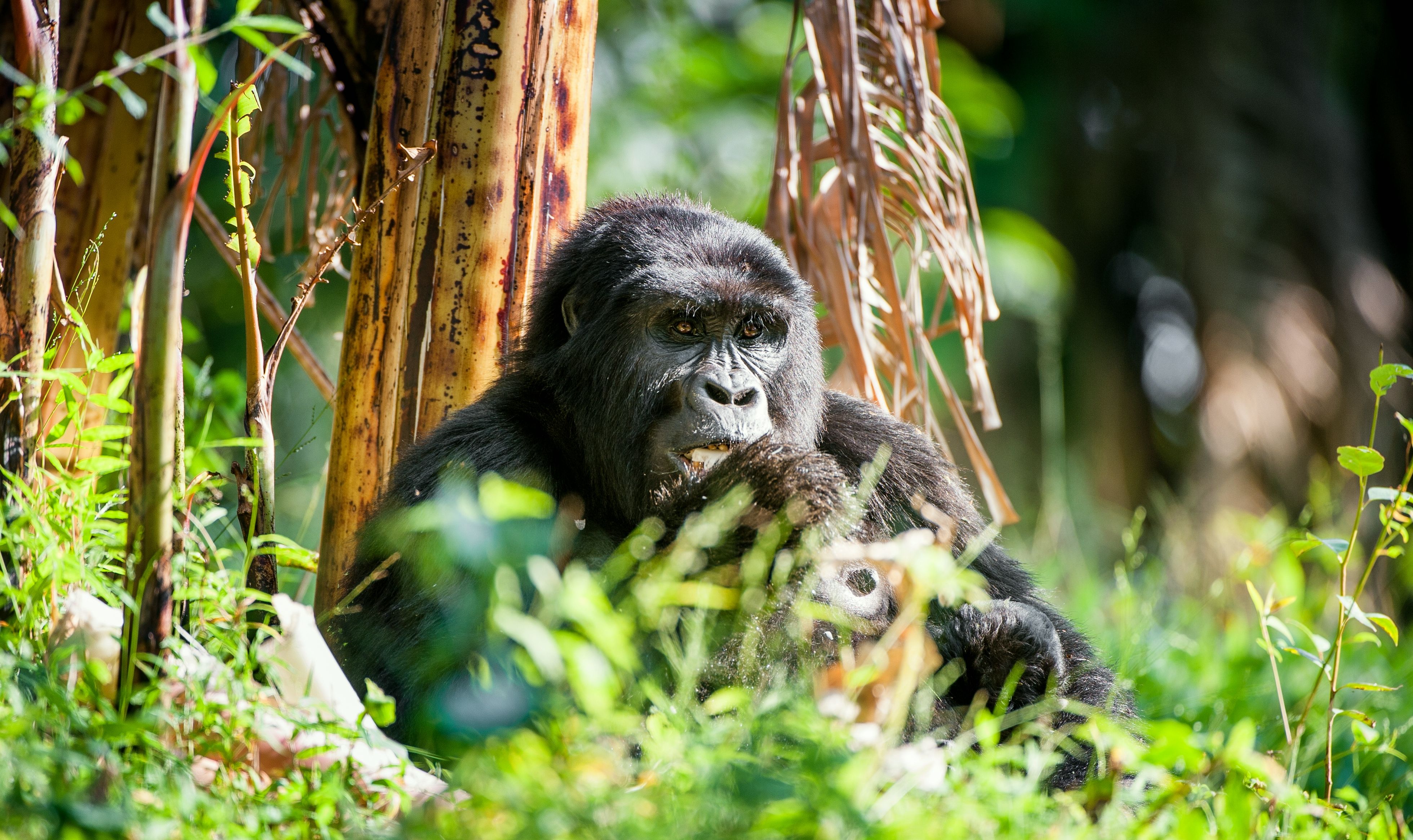 Portrait of a mountain gorilla