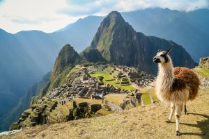 Lama-And-Machu-Picchu