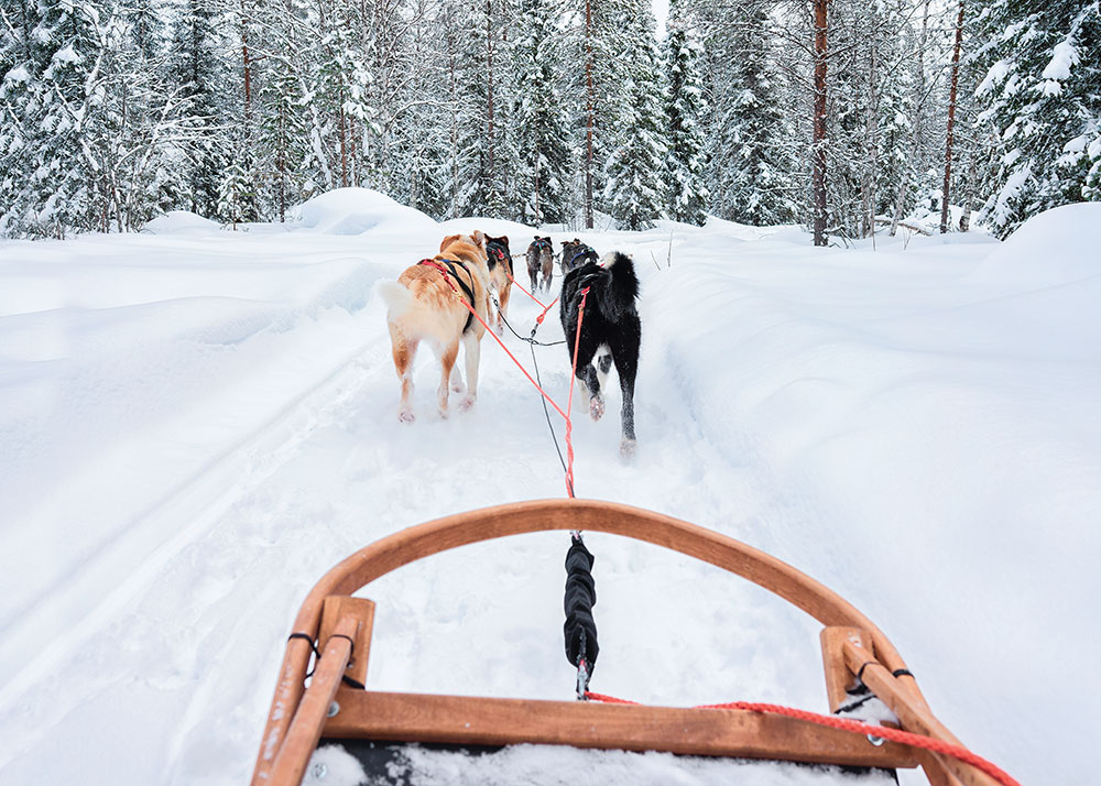 Dog Sledding in Norway