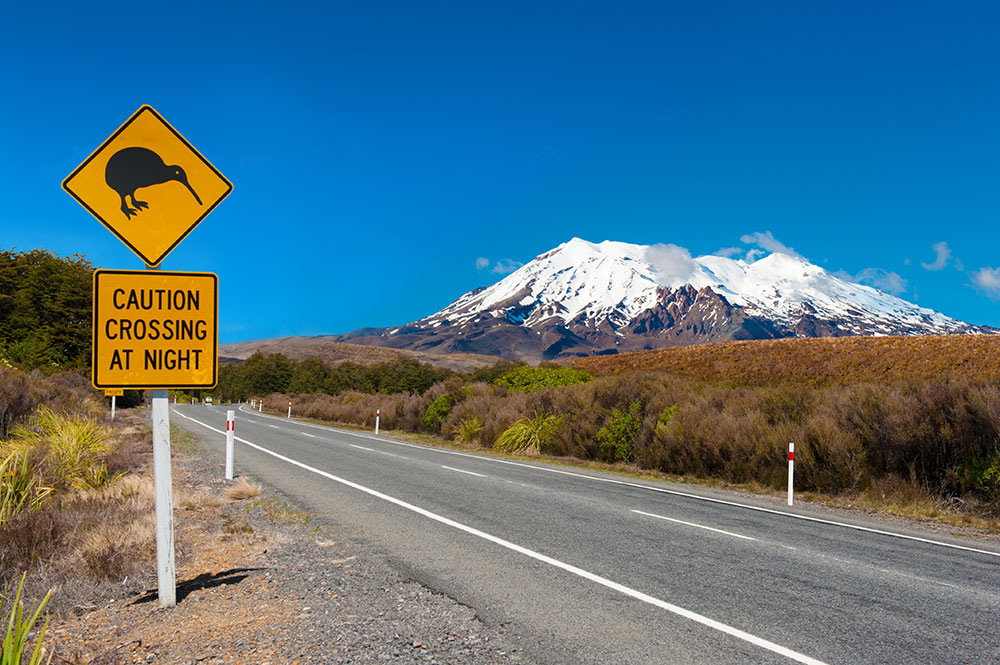 Kiwi and Mount Ruapehu