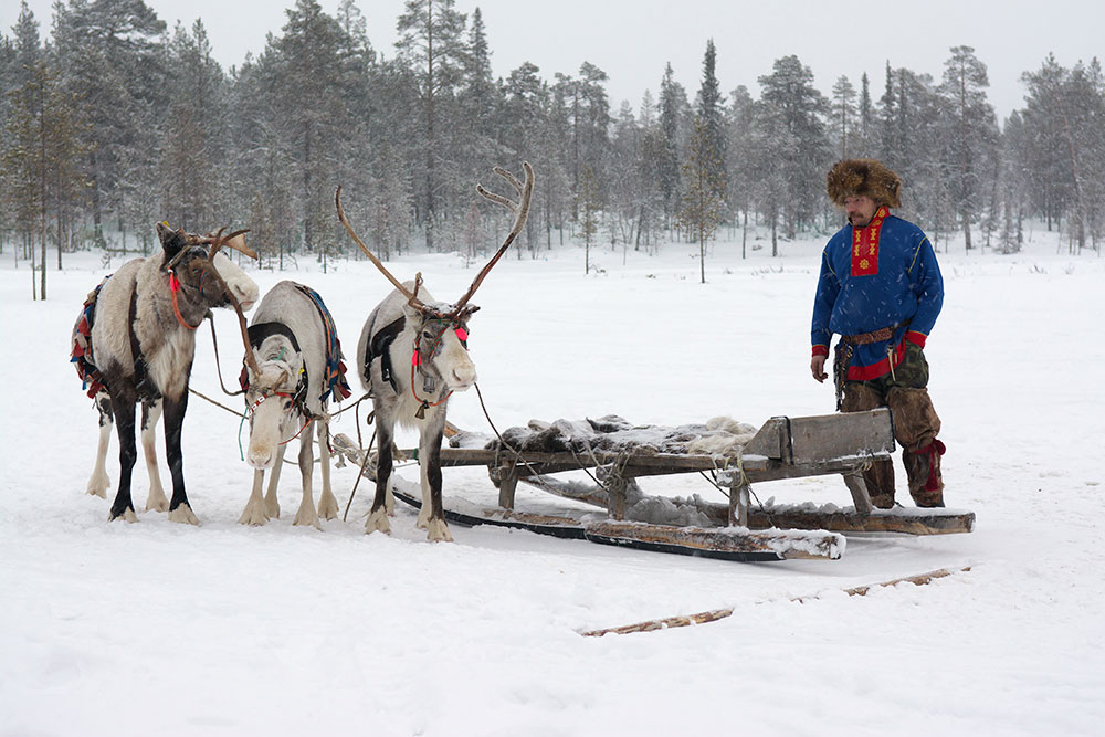 Reindeer are used for more than just Santa