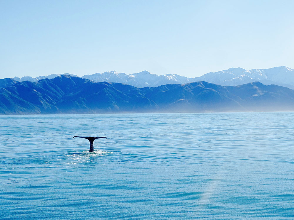 Watch Whales and Dolphins in New Zealand