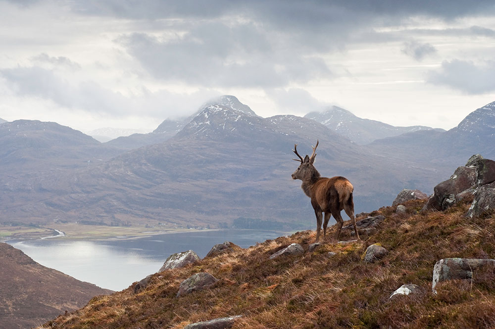 Wild stag, Scottish highlands Wild stag, Scottish highlands