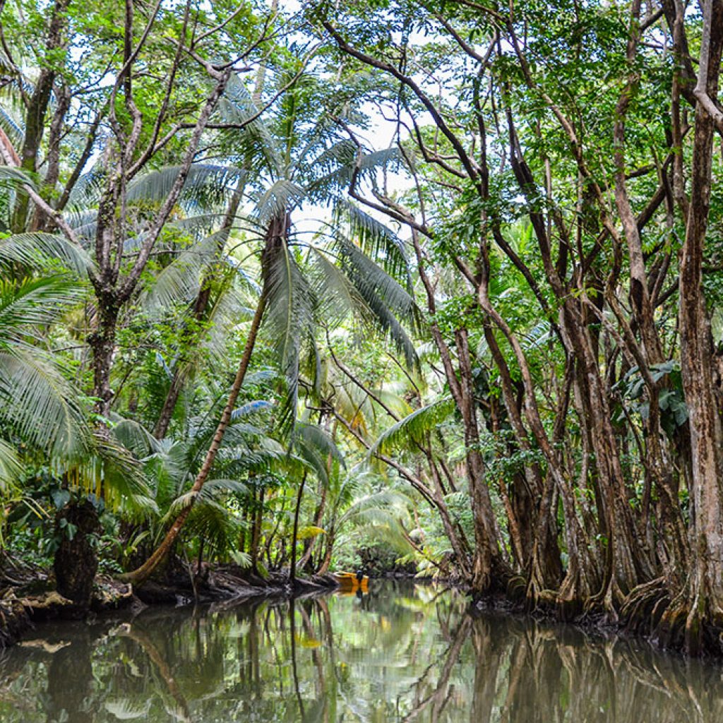 Indian River, Dominica