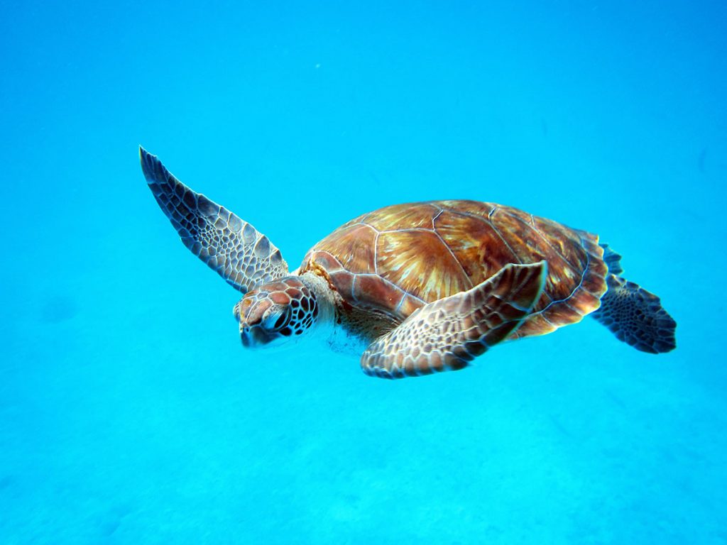 Sea Turtle close to the beach in Barbados