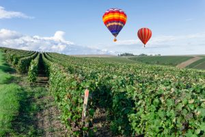 Hot air balloons flying over champagne Vineyards at sunset Montagne de Reims