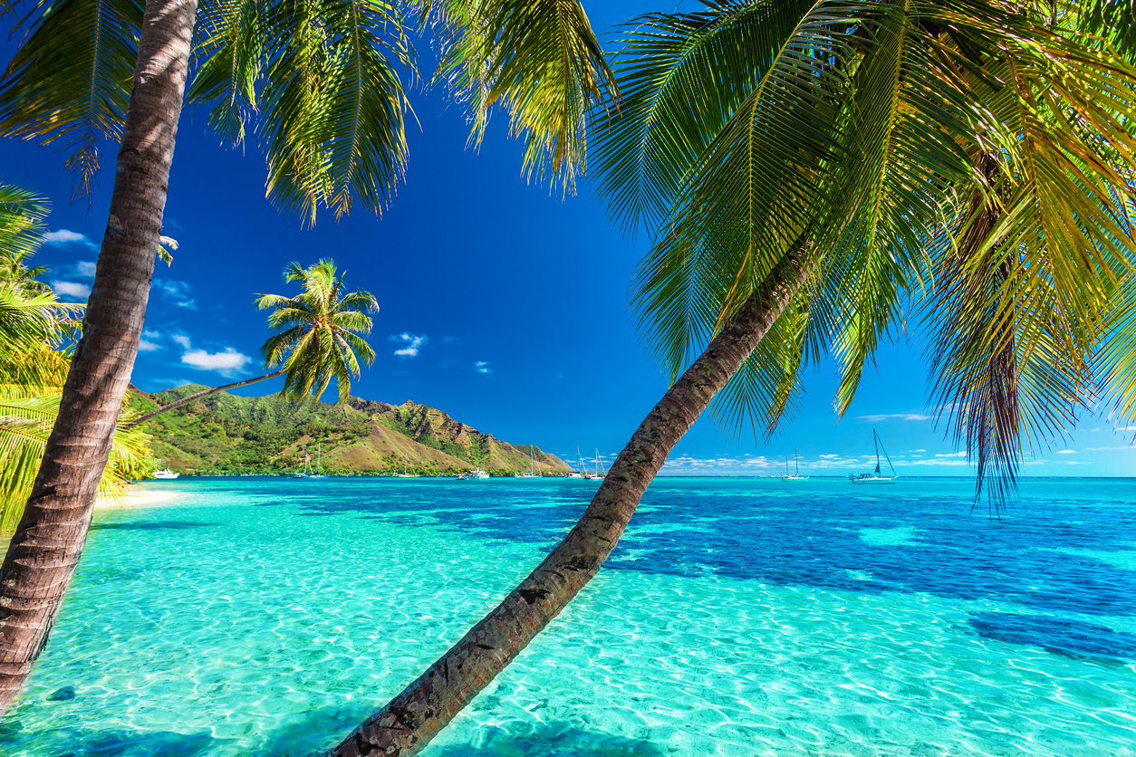 Palm trees on a tropical beach of Moorea, Tahiti