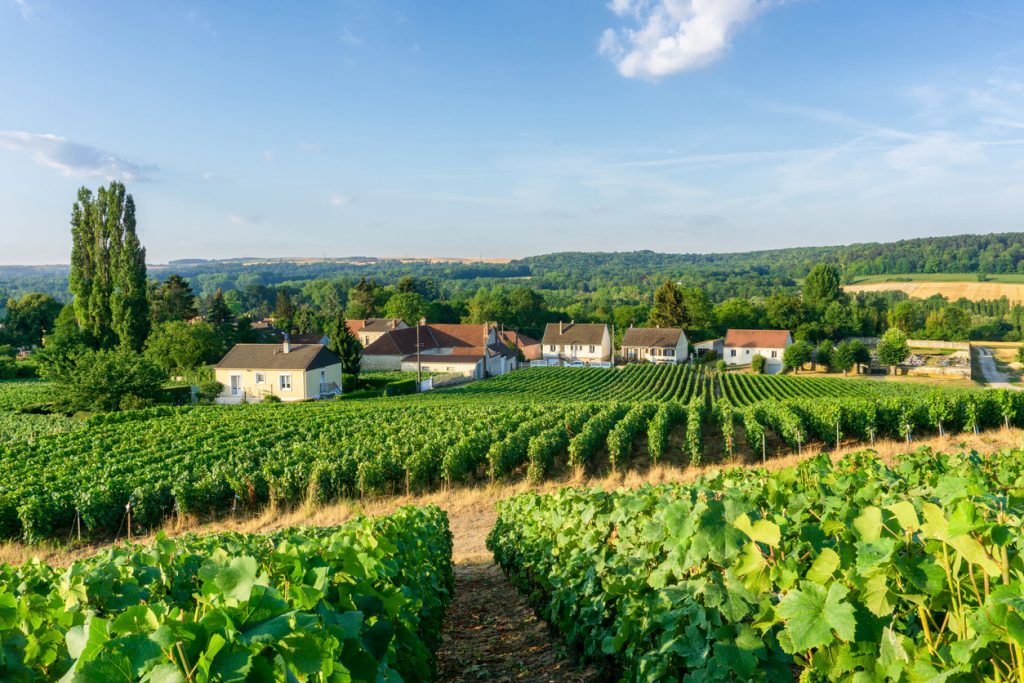 Row of vine grapes in champagne vineyards at Montagne de Reims countryside village