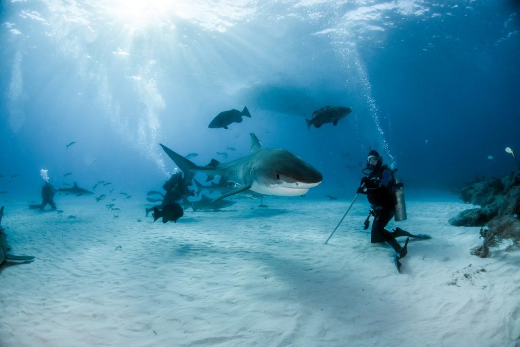 Tiger shark at Tigerbeach, Bahamas