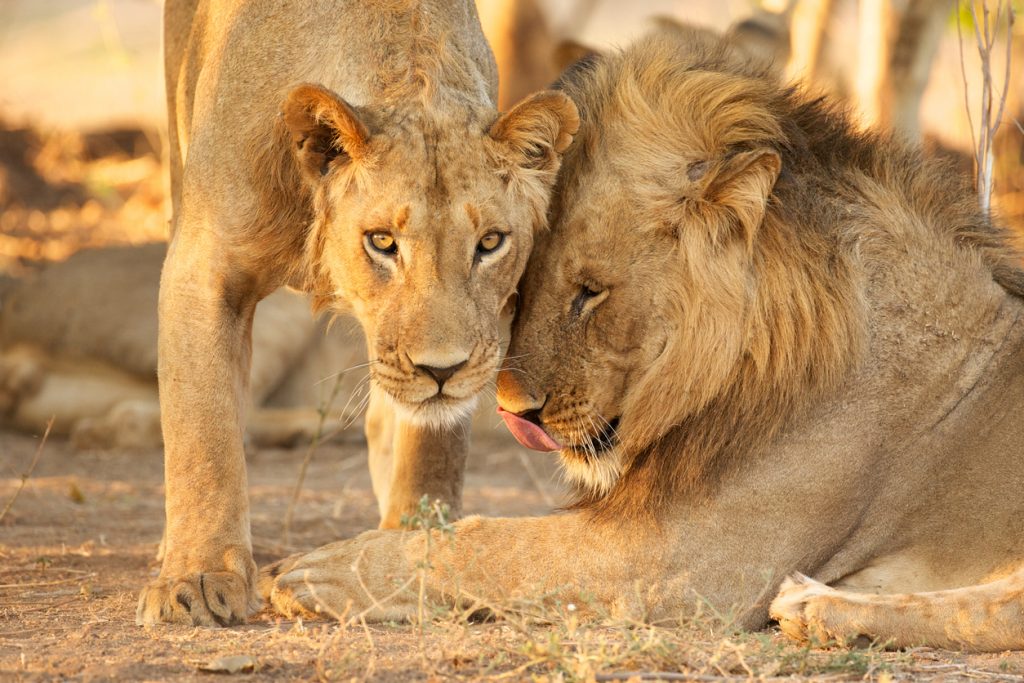 Two Lions in Zimbabwe