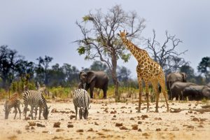 View from Camp in Hwange National Park