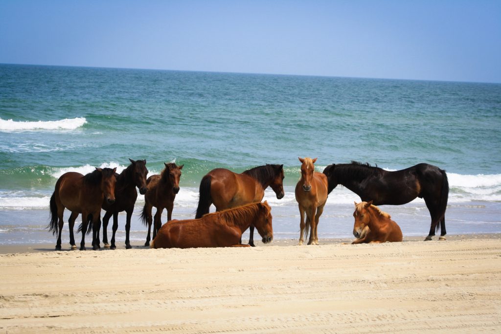 Wild Horses on the Outer Banks in North Carolina