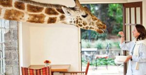 Giraffe-Manor-Kenya