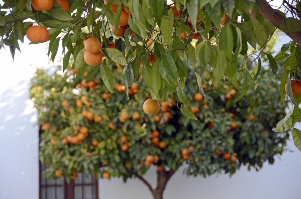 Orange Tree in Rhonda