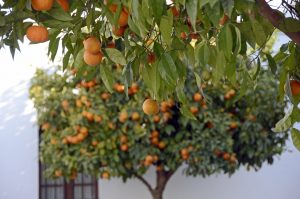 Orange Tree in Rhonda