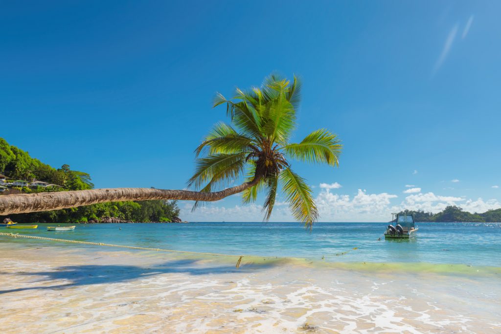 Coconut Palm trees on the sandy beach and beautiful sea in Bermuda.