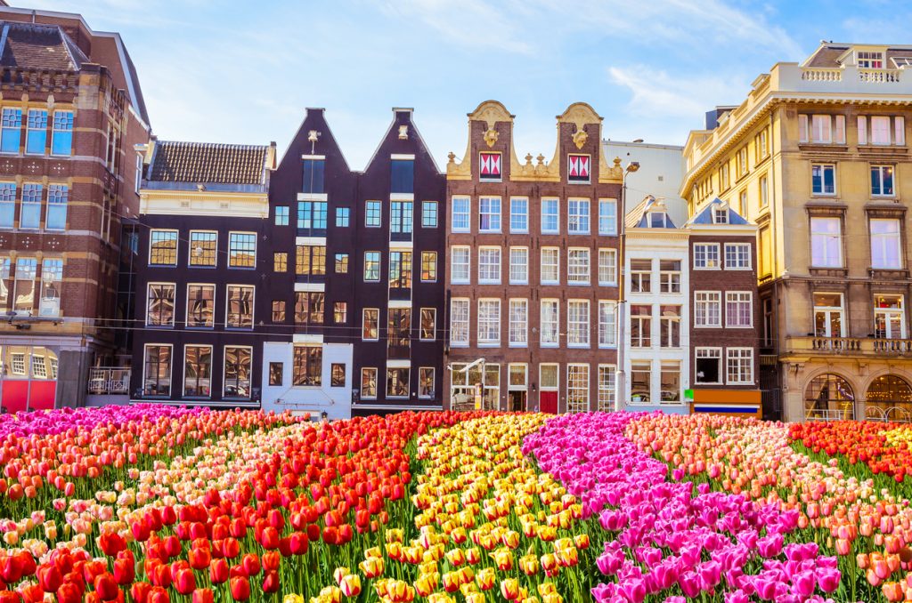 Traditional old buildings and tulips in Amsterdam