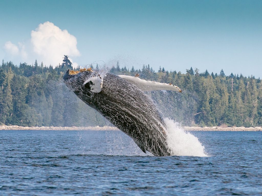 A humpback whale breaching in Gwaii Haanas National Park Reserve in Haida Gwaii.