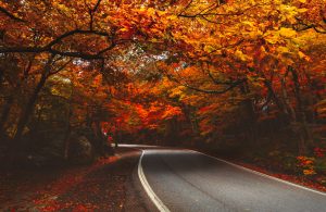 Trees in the heart of Autumn showing their vibrant over a road in New England
