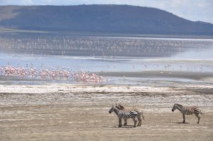 Flamingos and zebras on Lake Naivasha, Kenya