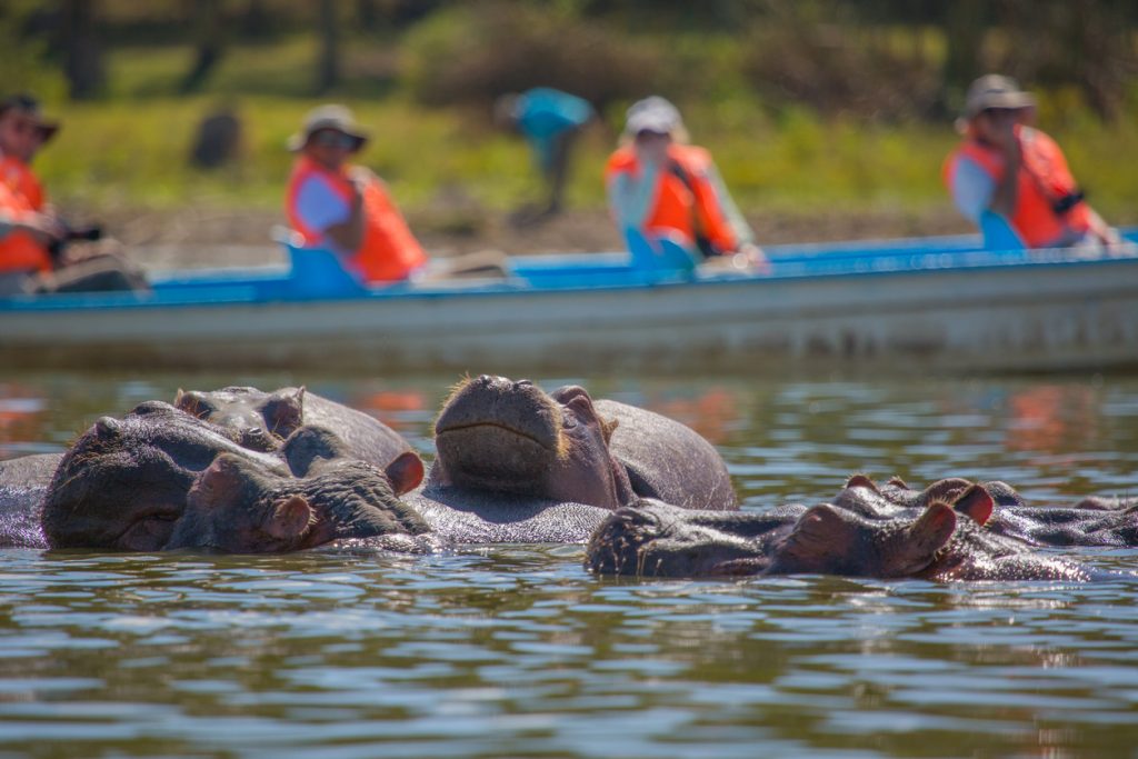 Hippopotamus, Lake Naivasha