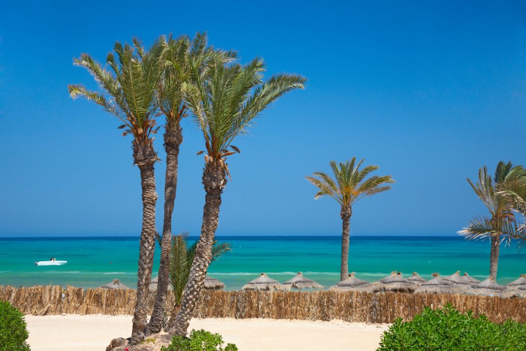 Thatched sunshades and palm trees, Tunisia, Djerba