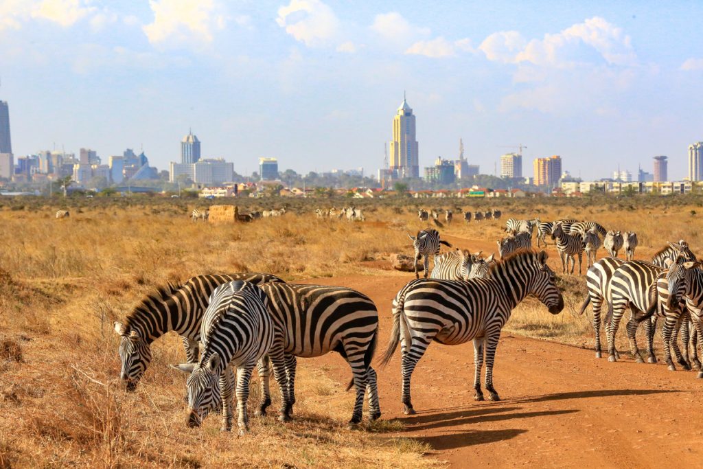 zebras-in-nairobi-np-pure-vacations