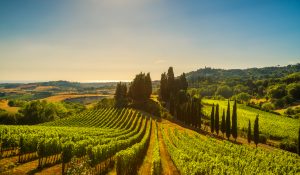 Marittimo village, vineyards and countryside landscape in Maremma