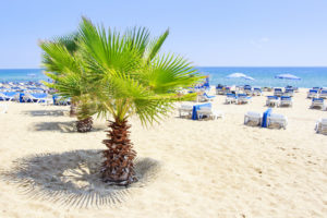 Palm trees on the beach in Alanya on clear sunny summers day