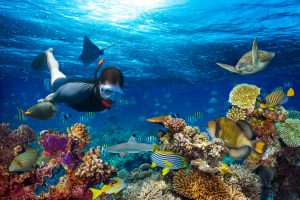 Snorkelling exploring underwater coral reef landscape