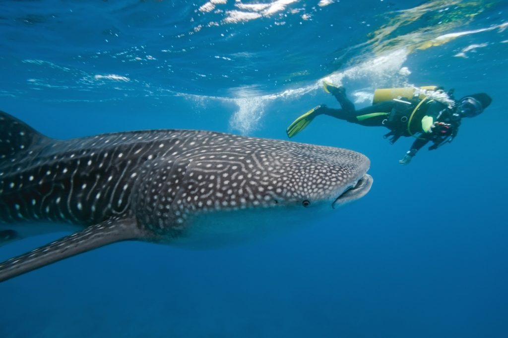 Scuba Diving with a Whale Shark in the Maldives