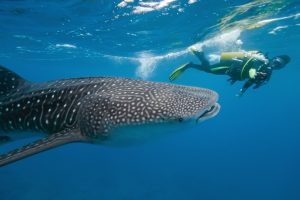 Scuba Diving with a Whale Shark in the Maldives
