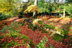 A golden autumn leaf covered pathway in the New Forest, England