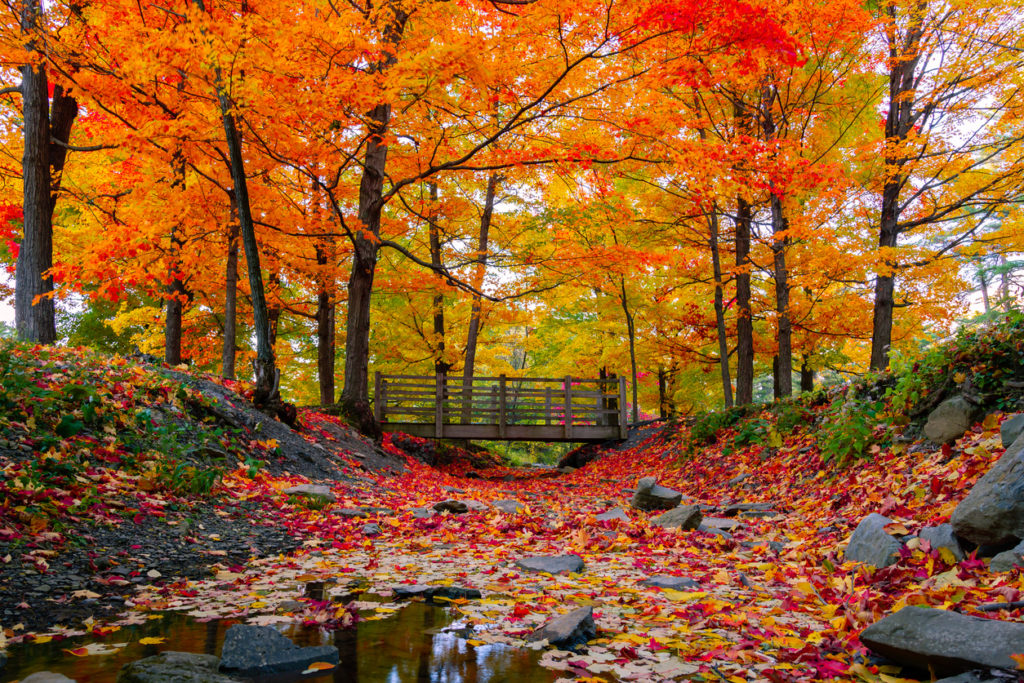 Beautiful fall foliage