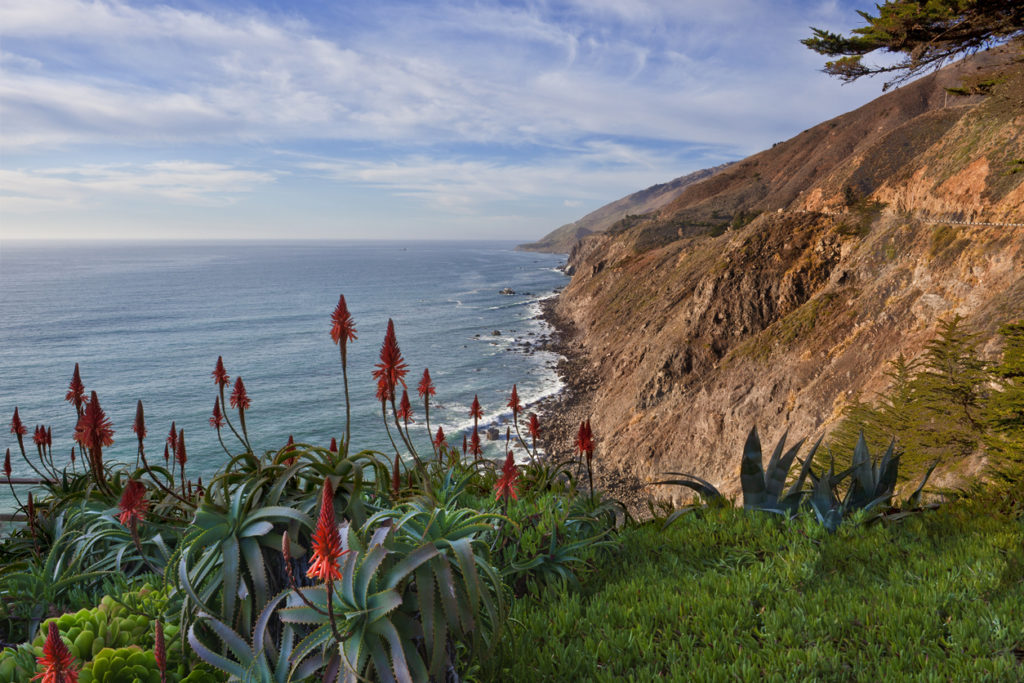 Aloe and ice plant on the cliffs above  California's central coast near Big Sur.